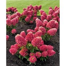 Саженцы Гортензия метельчатая Расберри Пинк, арт.: 73303