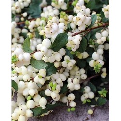 Снежноягодник Вайт Хедж, арт.: 8706
