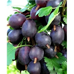 Саженцы Крыжовник Черносливовый, арт.: 73066