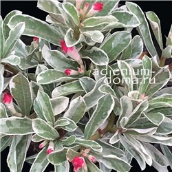 Adenium Obesum Double Flower Variegated ONE HAPPY
