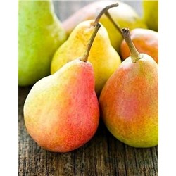 Саженцы Груша Виктория, арт.: 74558