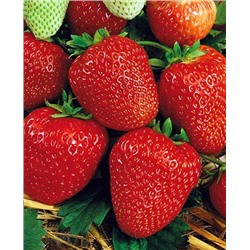 Саженцы Клубники (Земляники) садовой Вима Рина, арт.: 11051