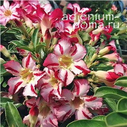 Adenium Obesum Desert Rose THE PARK