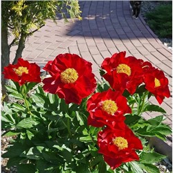 Пион травянистый Макинак Гранд, арт.: 75235