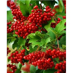 Саженцы Калина Жолобовская, арт.: 73063