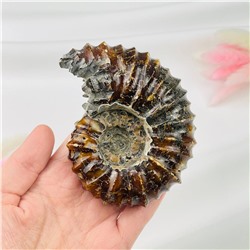 Радуга Самоцветов Аммонит