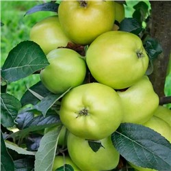 Яблоня кустовая Кроха, арт.: 75110