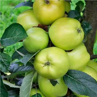 Яблоня кустовая Кроха, арт.: 75110