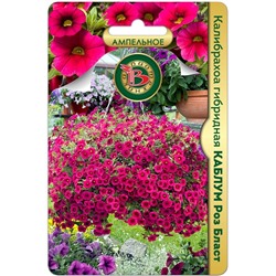 Калибрахоа гибридная Каблум Роз Бласт