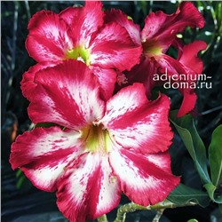 Adenium Obesum Desert Rose HARRY POTTER