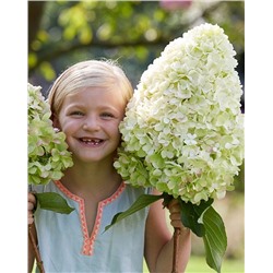 Саженцы Гортензия метельчатая Геркулес, арт.: 72608