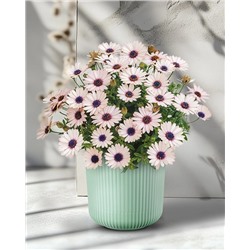 Саженцы Остеоспермум Саммерсмайл Роузи вайт, арт.: 73886