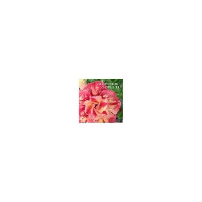 Adenium Obesum Double Flower NEW-110