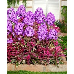 Саженец Флокс метельчатый Олимпус, арт.: 69583