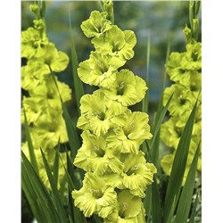 Луковицы Гладиолус Грин Стар, арт.: 70423