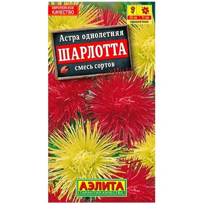 Астра Шарлотта