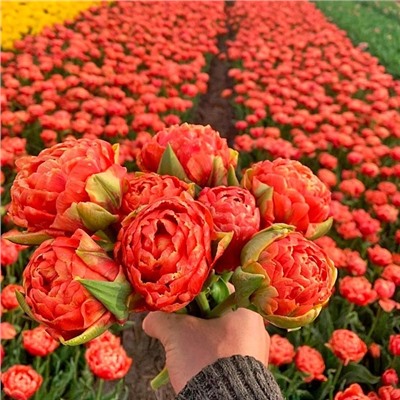 Луковицы Тюльпан махровый ранний Ориндж Флейвор, арт.: 75149