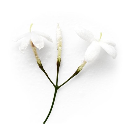 ARMANI AQUA  DI GIOIA lady 50ml edp