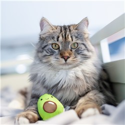 Игрушка Petstages Dental "Авокадо" для кошек, с кошачьей мятой, 15 см