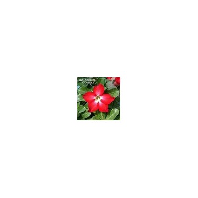Adenium Obesum Desert Rose MINI SIZE RED (Мини, карликовый)