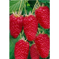 Саженцы Малина ремонтантная Сластиха, арт.: 75087