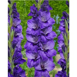 Луковицы Гладиолус Куки, арт.: 75007