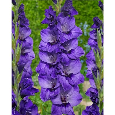 Луковицы Гладиолус Куки, арт.: 75007