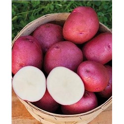 Семенной Картофель Мишка, арт.: 70296