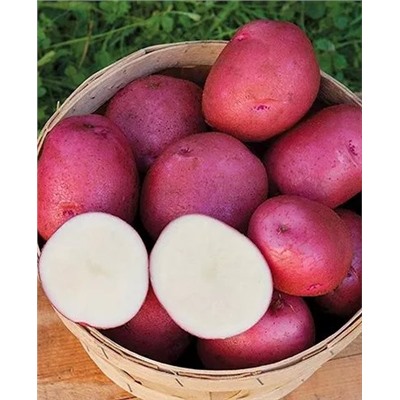 Семенной Картофель Мишка, арт.: 70296