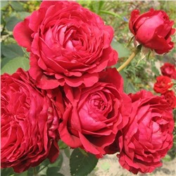 Rose des 4 Vents "Роза 4 х Ветров"