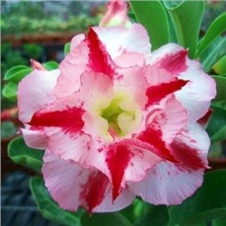 Adenium Obesum Double Flower NEW-22