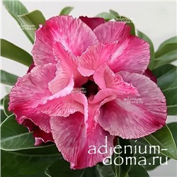 Adenium Obesum Double Flower TT 15