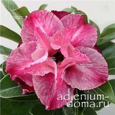 Adenium Obesum Double Flower TT 15