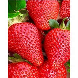 Саженцы Клубника (Земляника) садовая Вивара, арт.: 74534