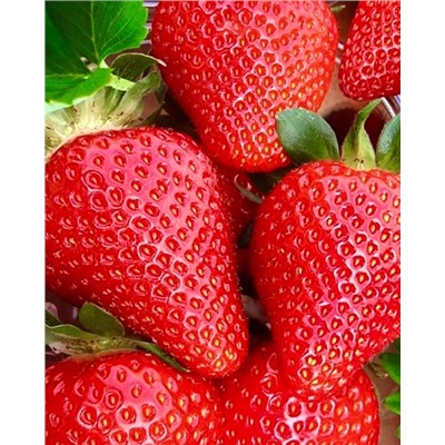 Саженцы Клубника (Земляника) садовая Вивара, арт.: 74534