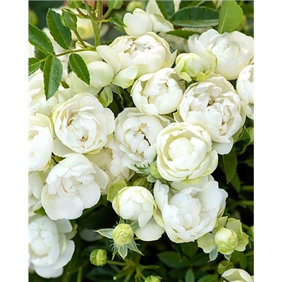 Саженцы Роза почвопокровная Вайт Морсдаг, арт.: 74767