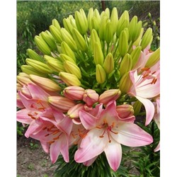 Луковицы Лилия азиатская Марлен, фасовка: 1 луковица, арт.: 73337