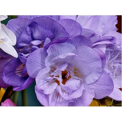 Фрезия махровая голубая "Freesia Blue" 10шт
