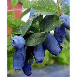 Саженцы Жимолость Кондитер, арт.: 70260