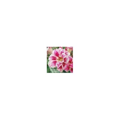 Adenium Obesum Double Flower KATHERINE