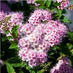 Саженцы Спирея Литтл Принцесс, арт.: 69295