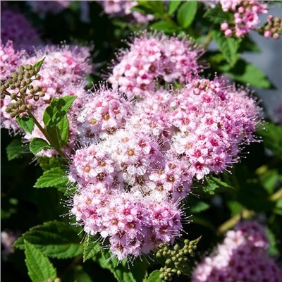 Саженцы Спирея Литтл Принцесс, арт.: 69295