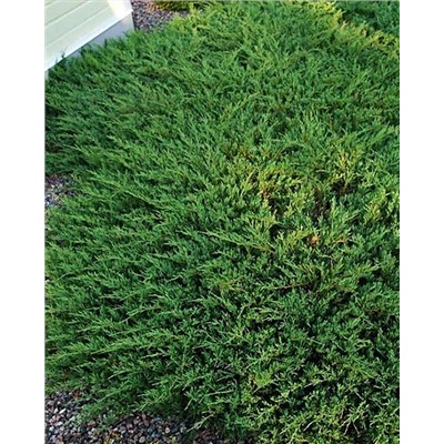 Саженцы Можжевельник горизонтальный Андорра Компакт, арт.: 74730