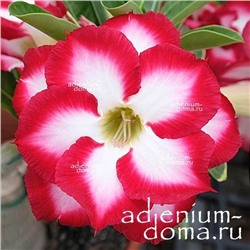 Adenium Obesum Double Flower NEW-122