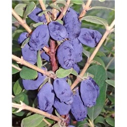 Саженцы Жимолость Хоней Би, арт.: 73158