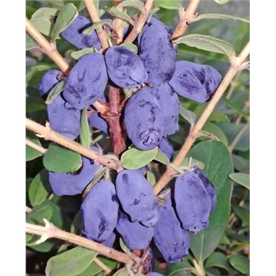 Саженцы Жимолость Хоней Би, арт.: 73158