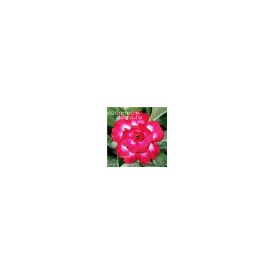 Adenium Obesum Double Flower NEW-245