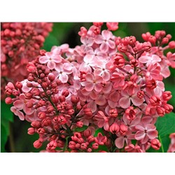 Саженцы Сирень обыкновенная Мулатка, арт.: 75327