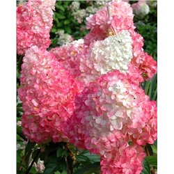 Саженцы Гортензия метельчатая Пинк Леди, арт.: 73060
