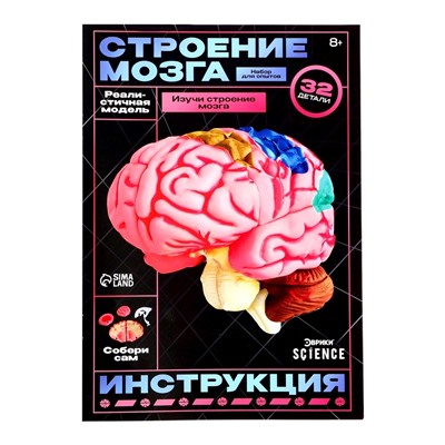 Набор для опытов «Строение мозга», анатомическая модель